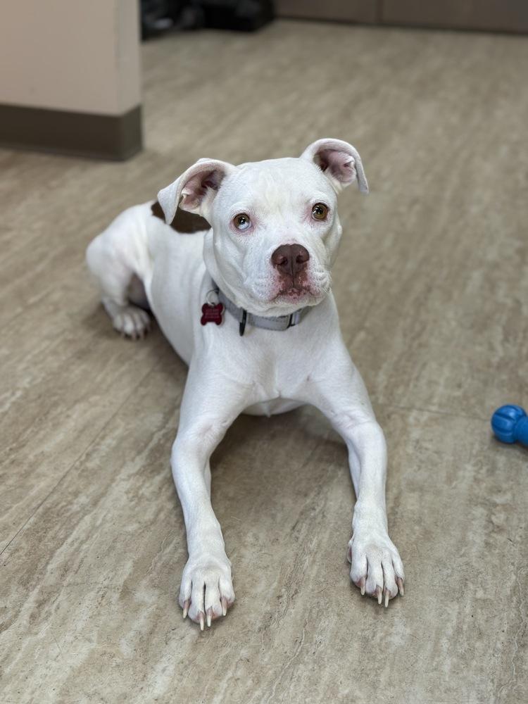 Enlarge Drip, a Adoptable mixed breed in Boston, MA image 5/6