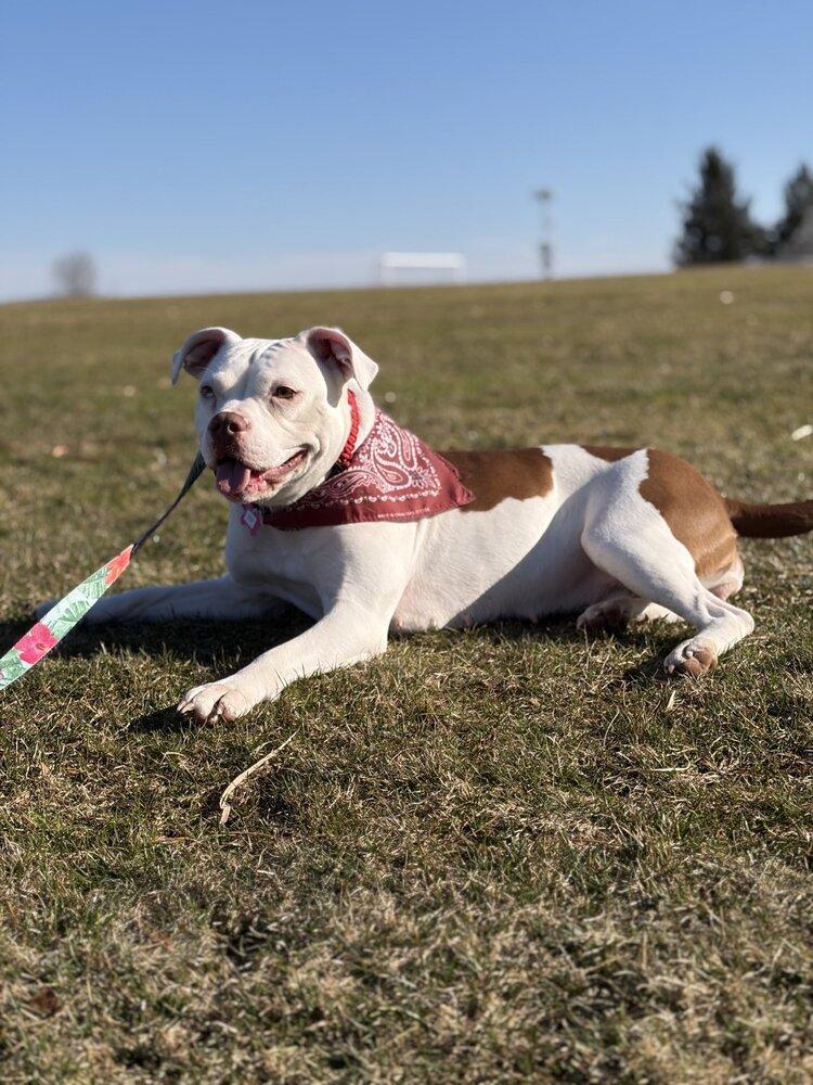 Enlarge Drip, a Adoptable mixed breed in Boston, MA image 3/6