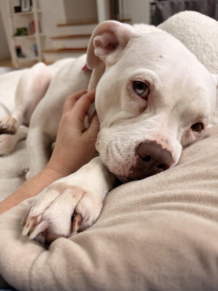 Enlarge Drip, a Adoptable mixed breed in Boston, MA image 4/6