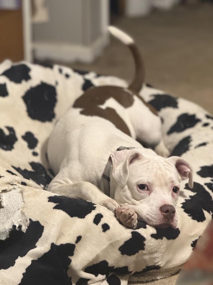 Enlarge Drip, a Adoptable mixed breed in Boston, MA image 6/6