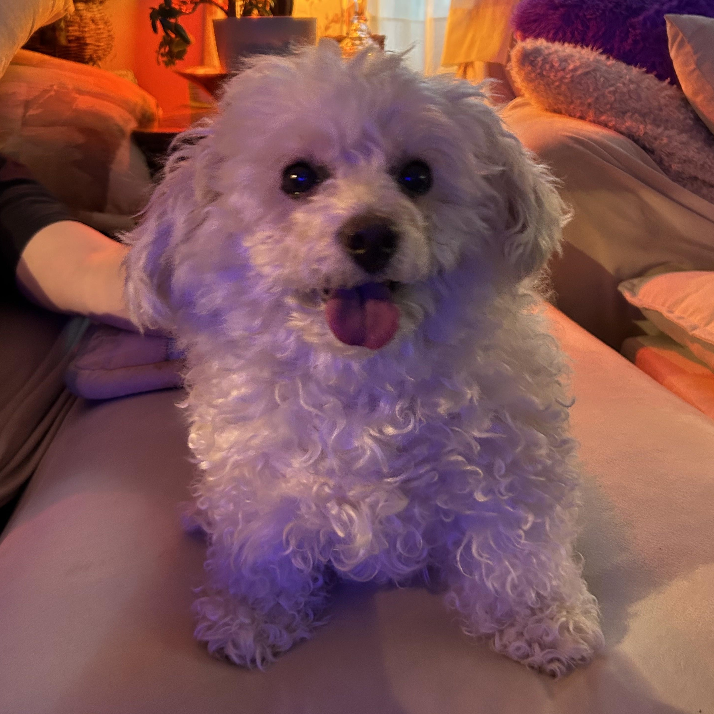 Enlarge Millie, an adopted Poodle (Toy) in Closter, NJ image 2/6