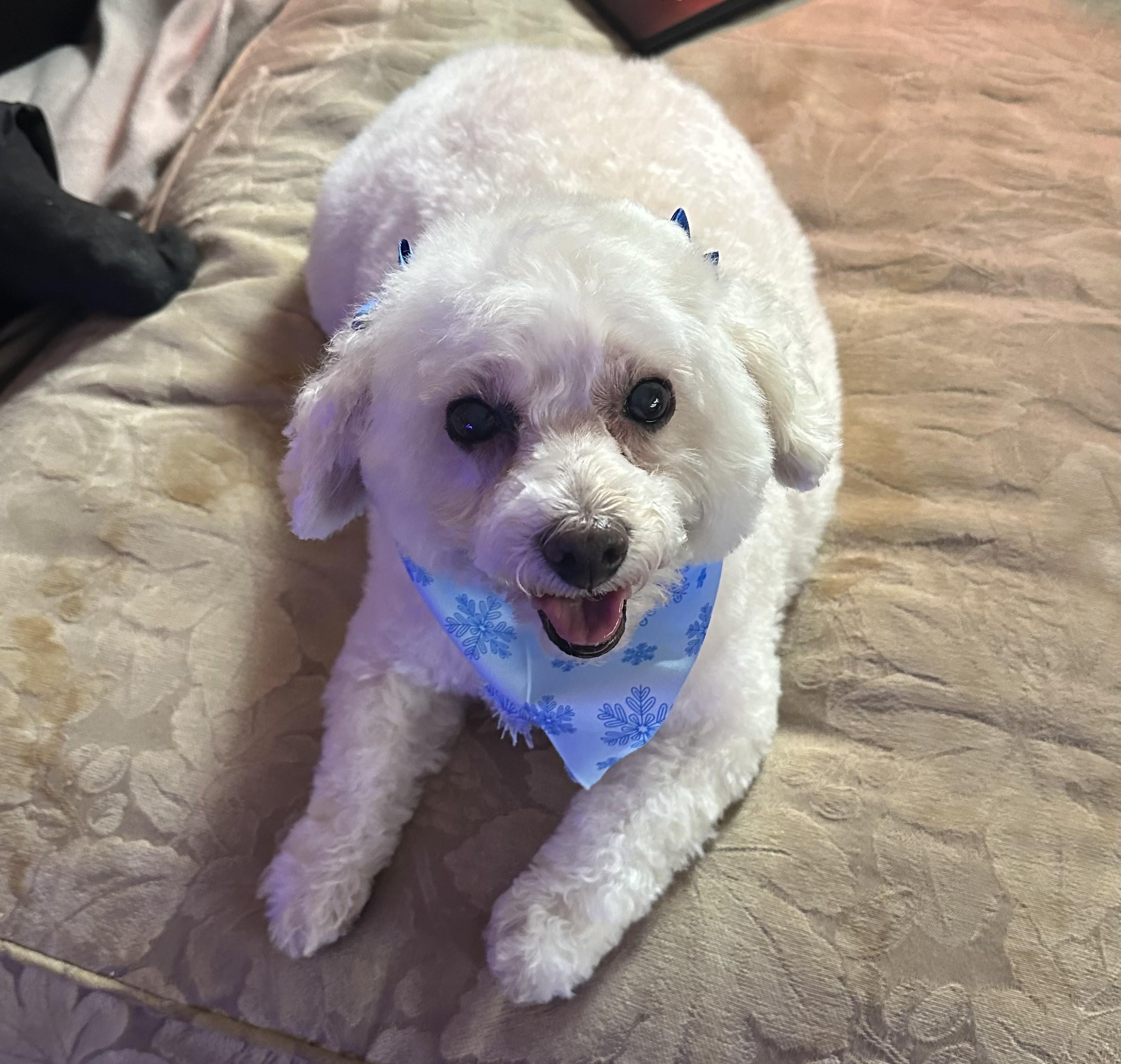 Enlarge Millie, an adopted Poodle (Toy) in Closter, NJ image 6/6