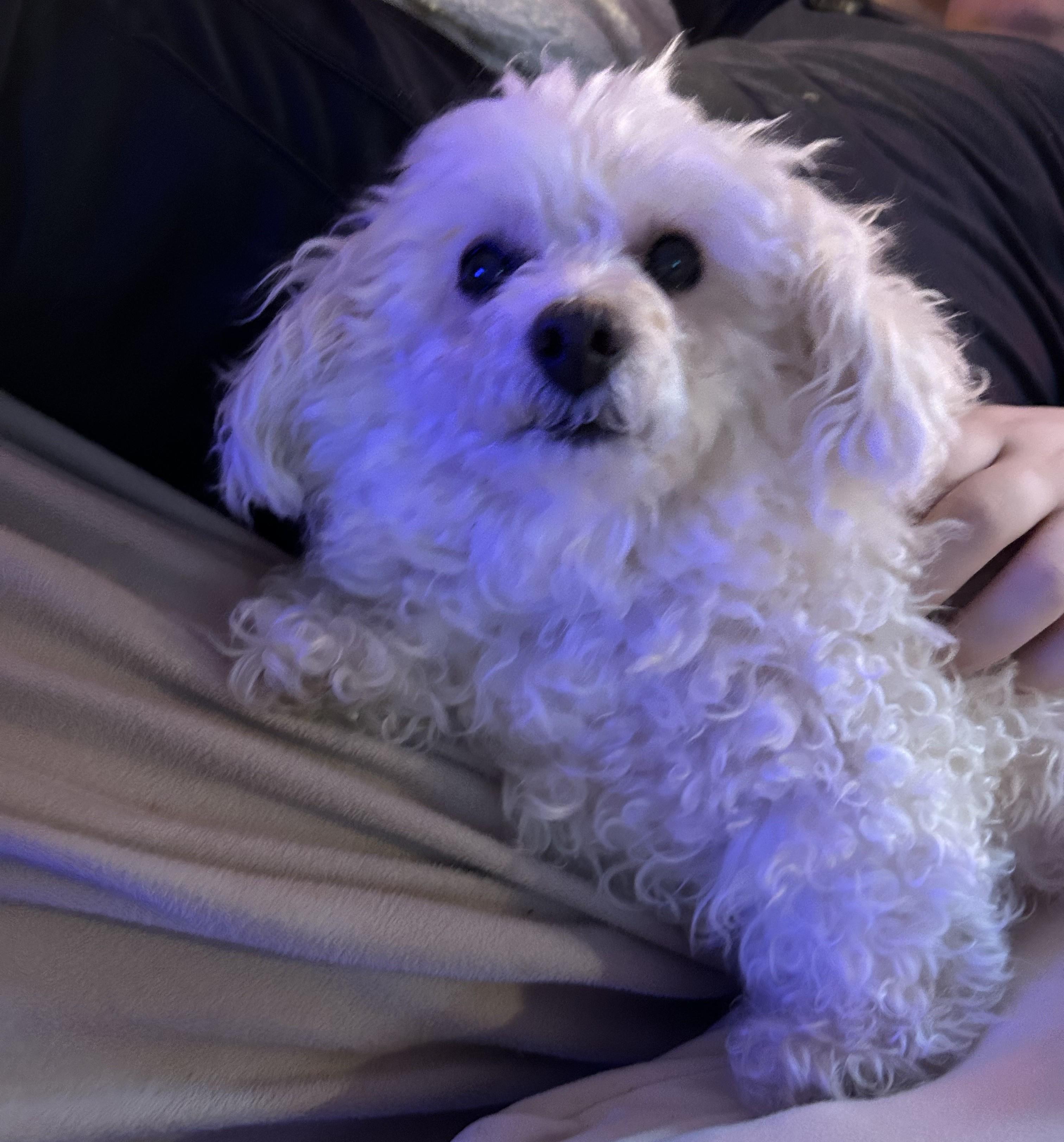 Enlarge Millie, an adopted Poodle (Toy) in Closter, NJ image 3/6