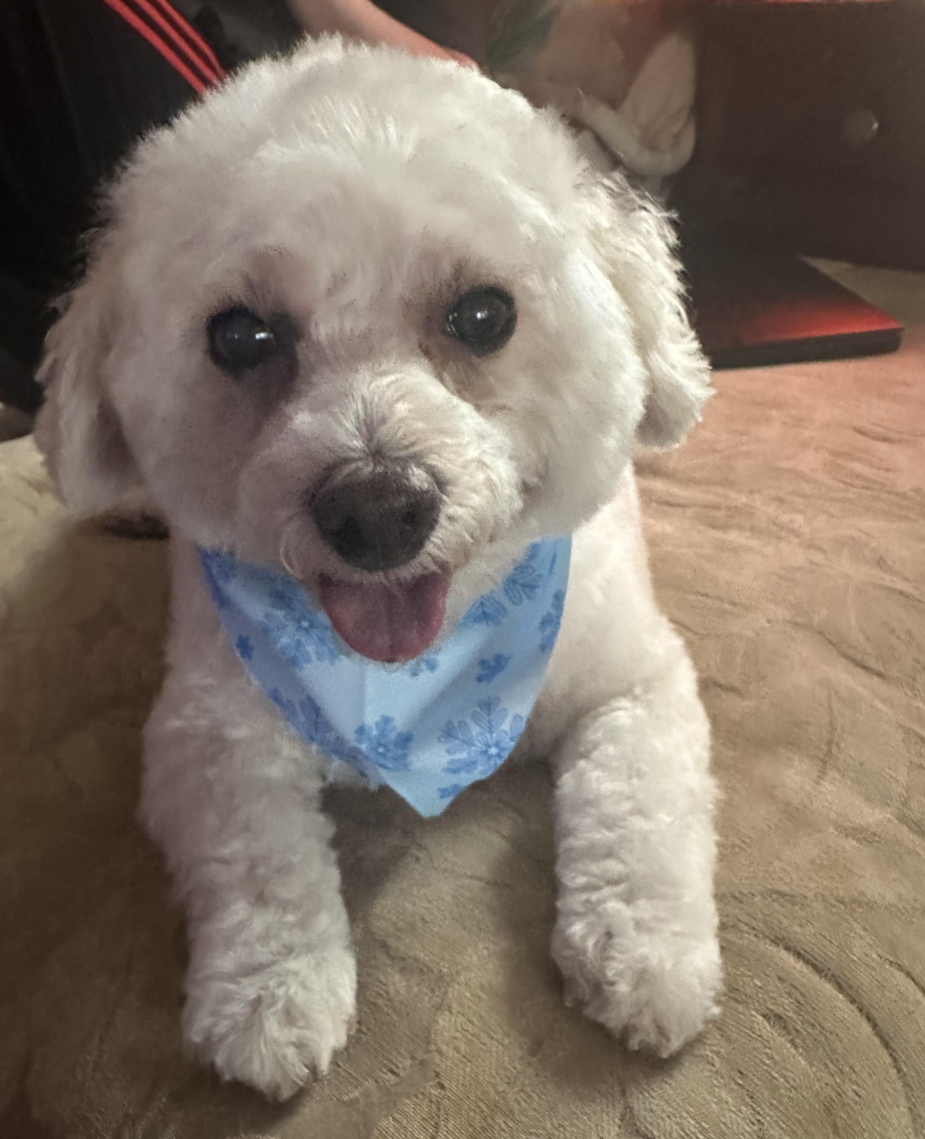 Millie, adopted, Senior Female Poodle (Toy).