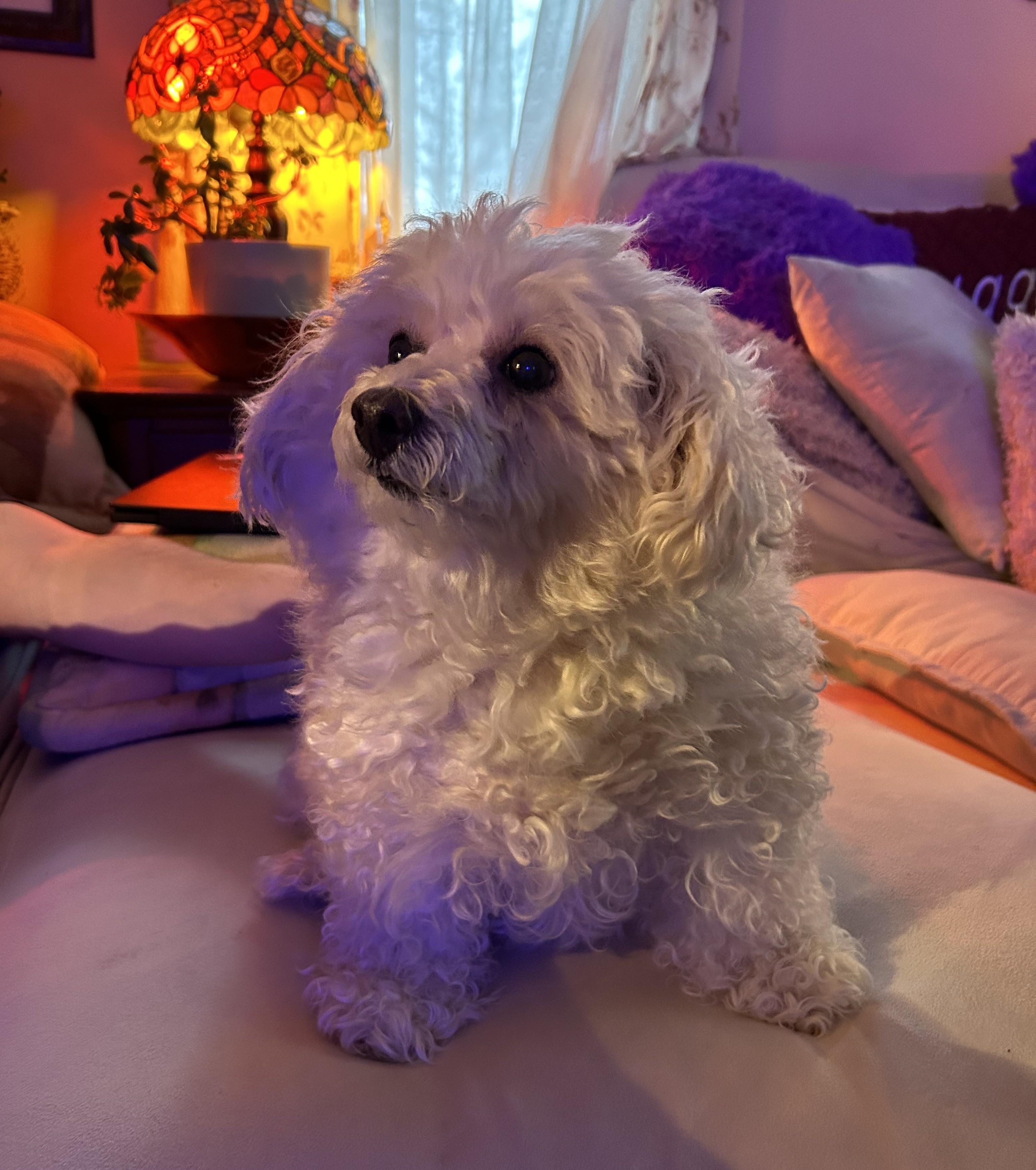 Enlarge Millie, an adopted Poodle (Toy) in Closter, NJ image 5/6