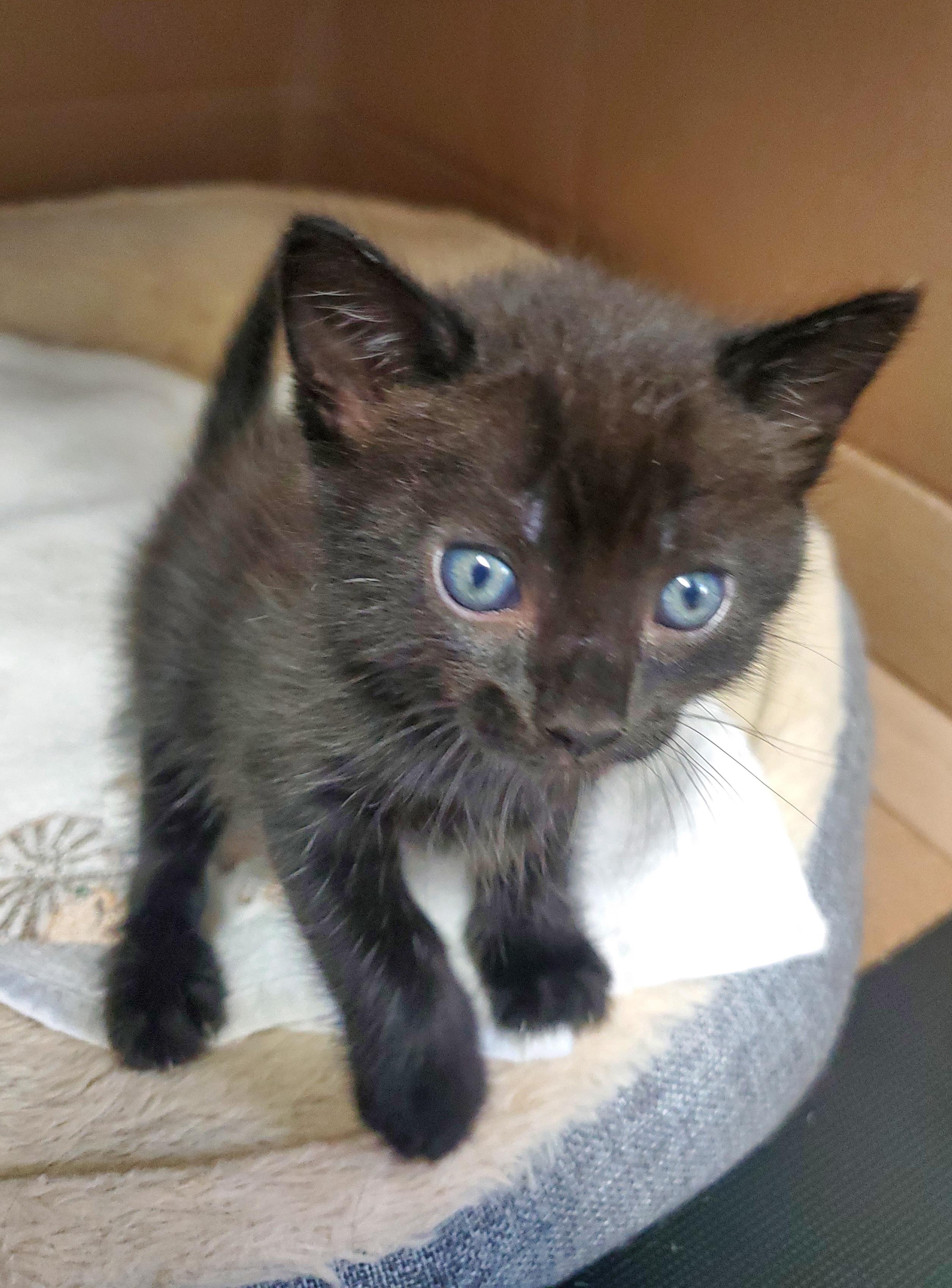 Inky, adopted, Kitten Female Domestic Short Hair.