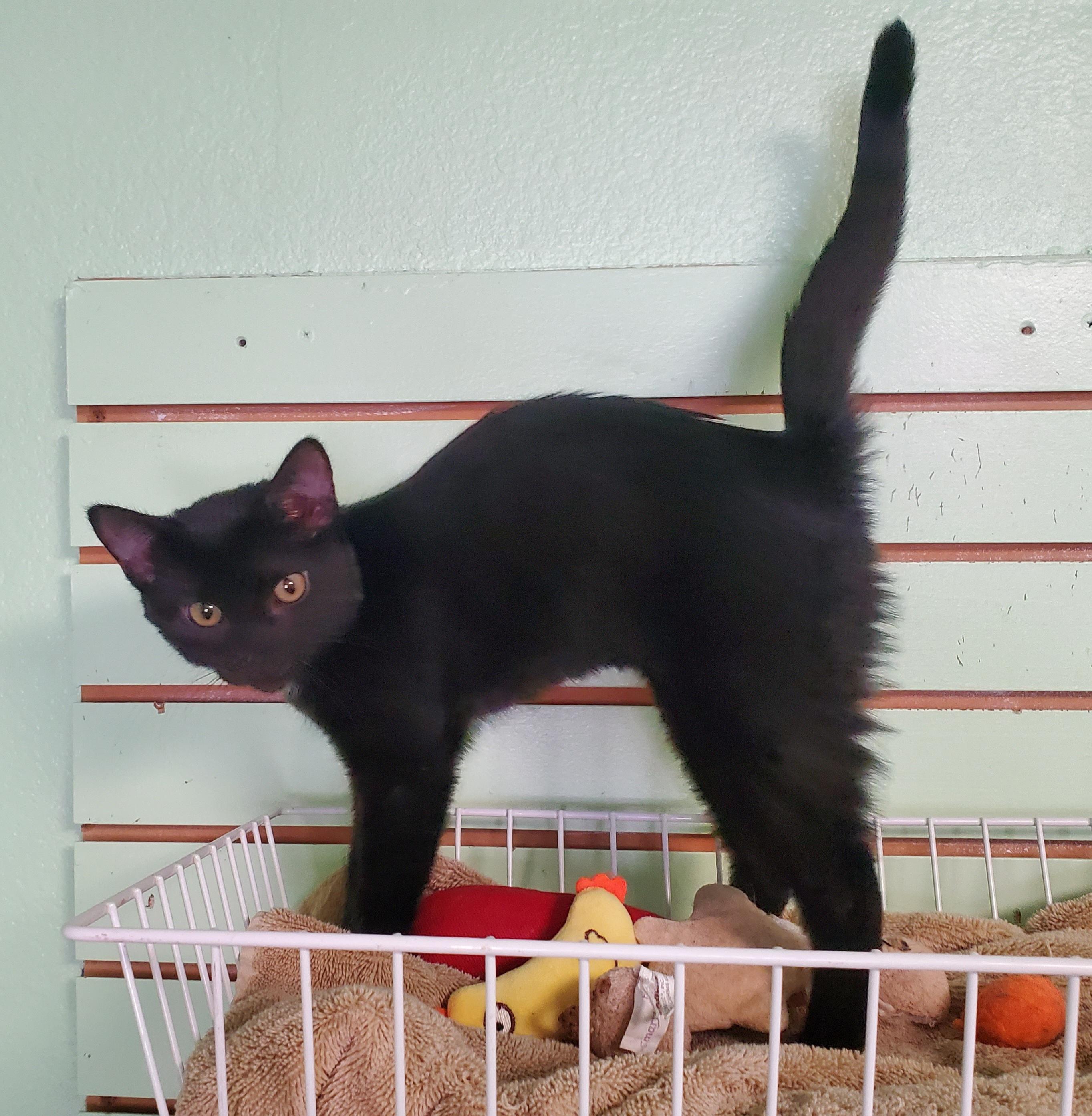 Enlarge Inky, an adopted Domestic Short Hair in Avalon, CA image 2/4