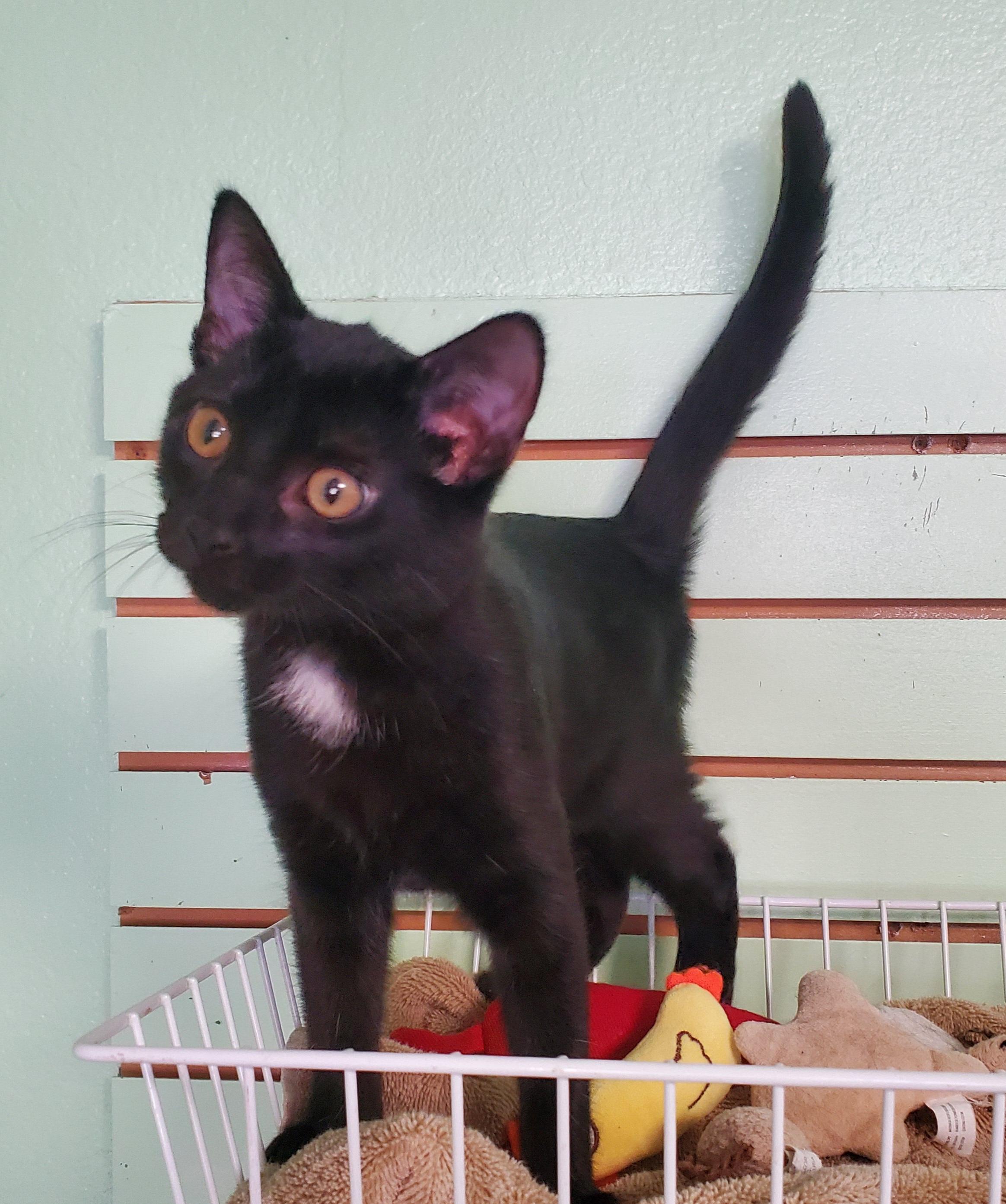 Enlarge Inky, an adopted Domestic Short Hair in Avalon, CA image 3/4