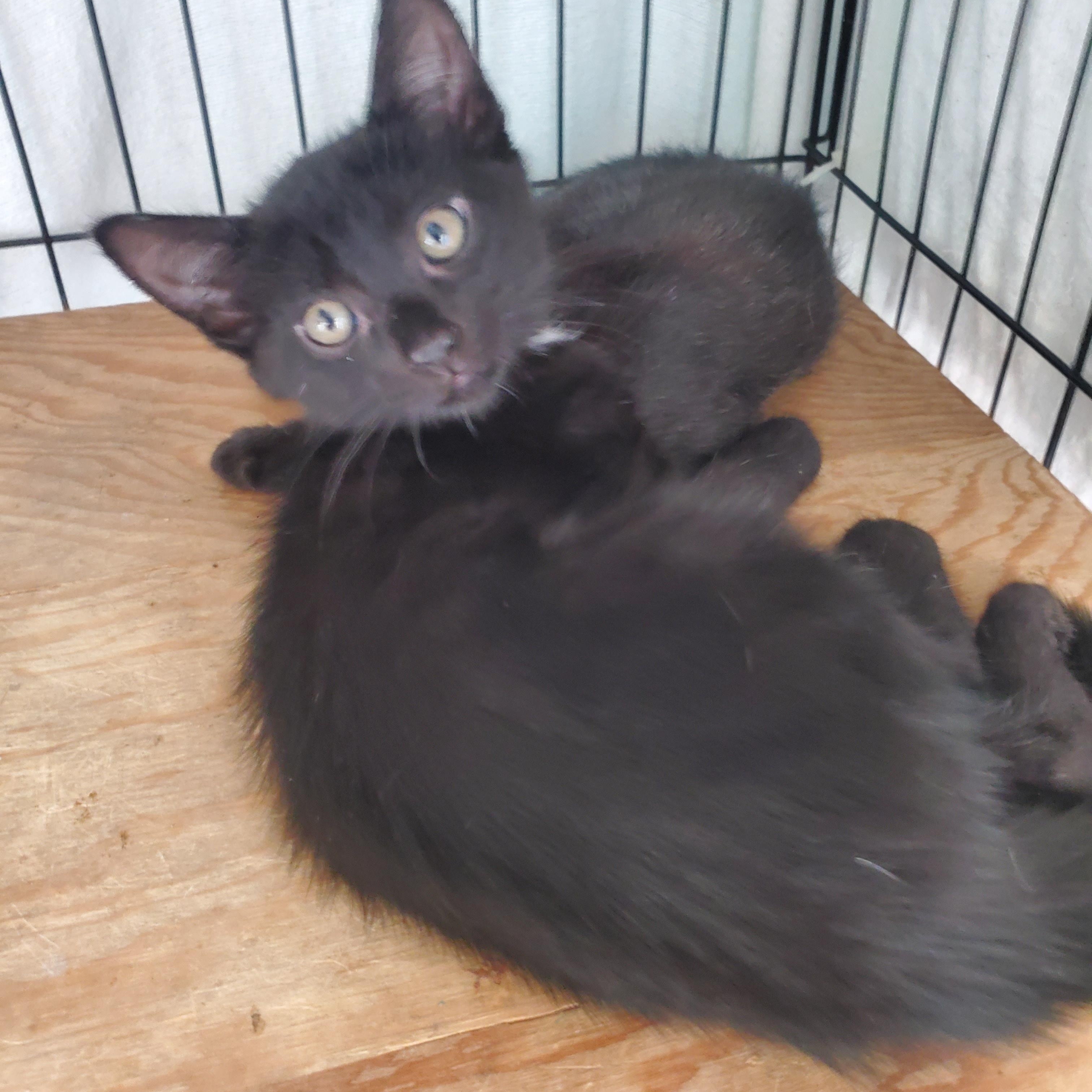 Enlarge Inky, an adopted Domestic Short Hair in Avalon, CA image 4/4