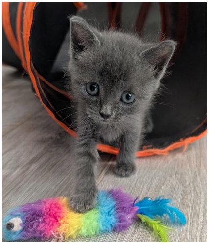Calamity Jane, a Adoptable Domestic Short Hair in Oak Ridge, TN image 1/3