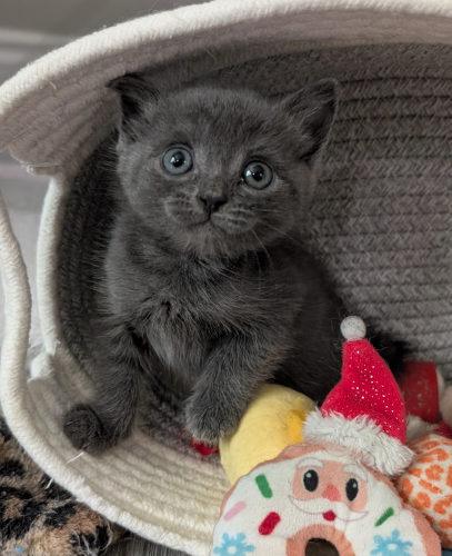 Calamity Jane, a Adoptable Domestic Short Hair in Oak Ridge, TN image 2/3