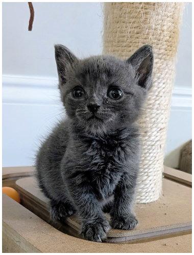 Calamity Jane, a Adoptable Domestic Short Hair in Oak Ridge, TN image 3/3