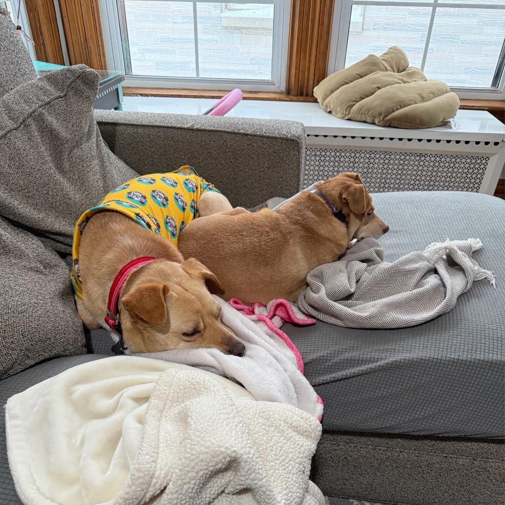 Jump Rope, Adoptable, Adult Female Chihuahua & Mixed Breed.