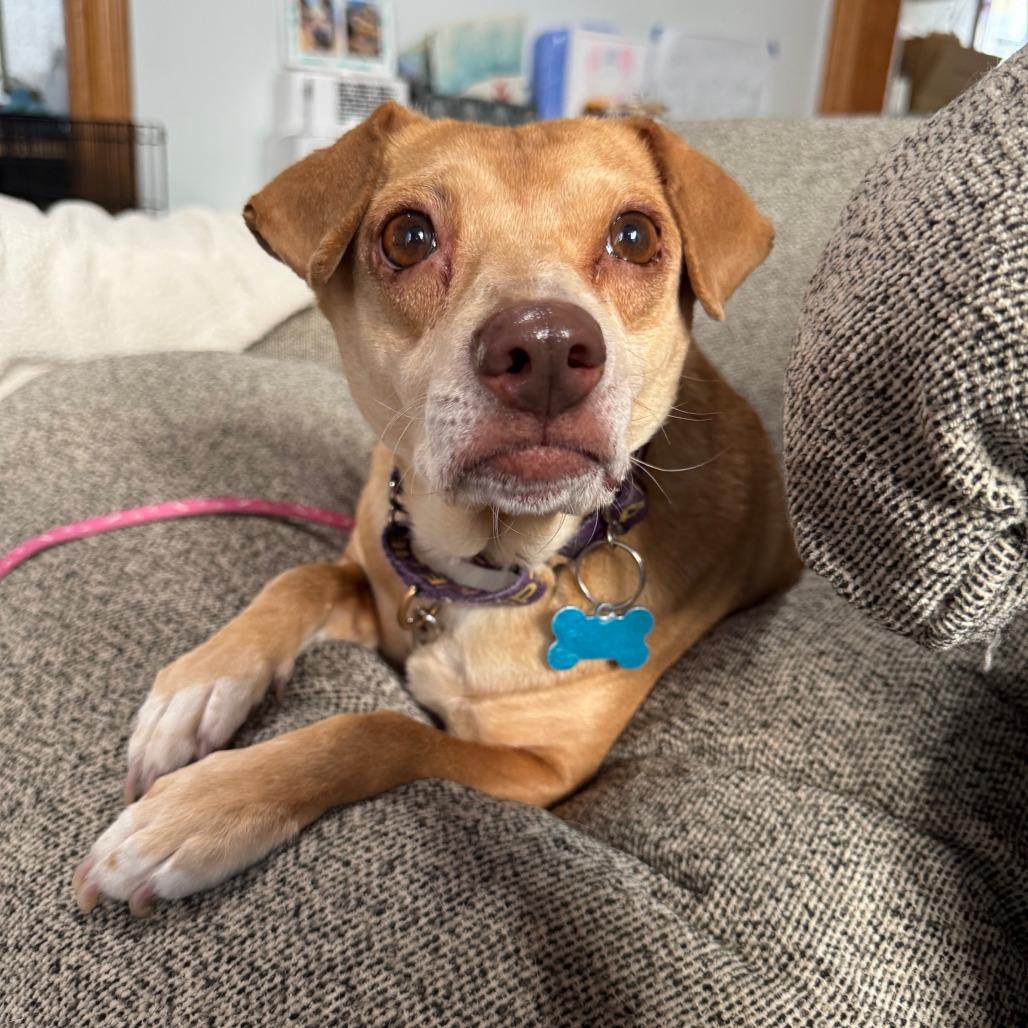 Enlarge Jump Rope, a Adoptable mixed breed in Chicago, IL image 3/5