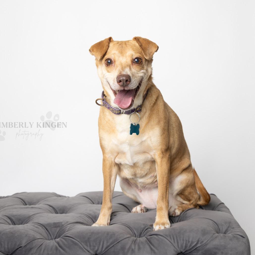 Enlarge Jump Rope, a Adoptable mixed breed in Chicago, IL image 3/6