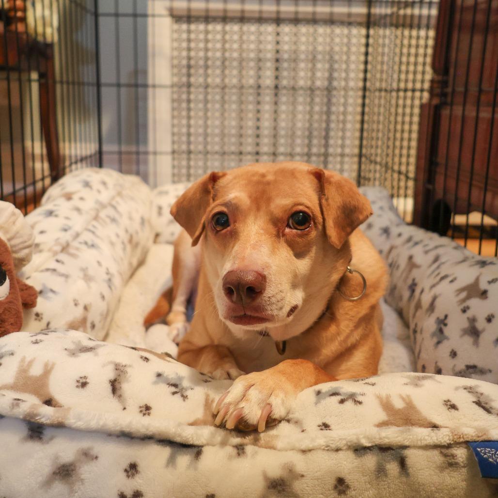 Jump Rope, a Adoptable mixed breed in Chicago, IL image 5/6