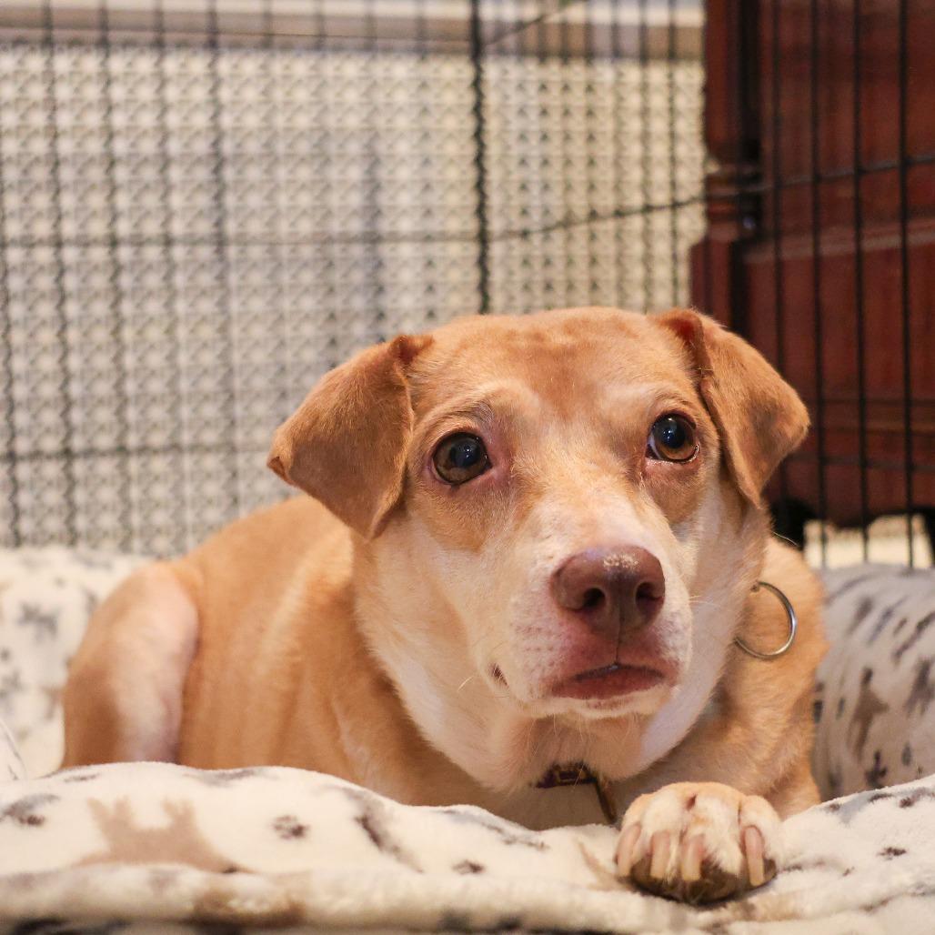 Enlarge Jump Rope, a Adoptable mixed breed in Chicago, IL image 4/4