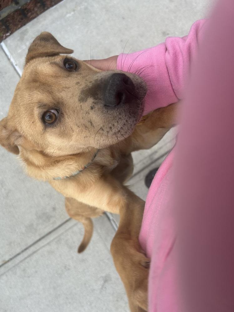 Zion, Adoptable, Puppy Male Labrador Retriever & Mixed Breed.