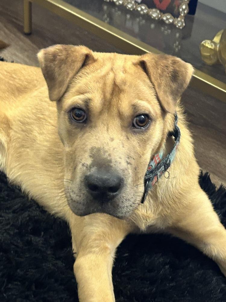 Enlarge Zion, a Adoptable mixed breed in Bronx, NY image 3/6