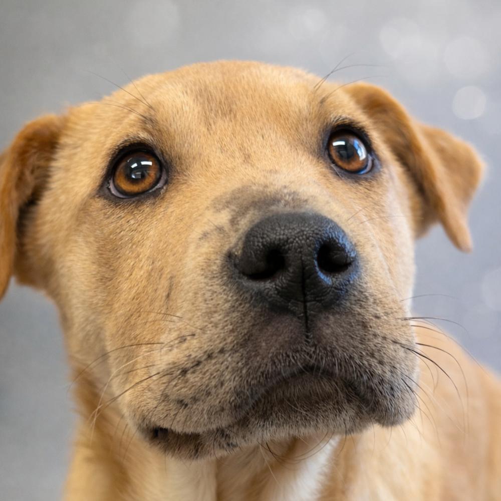 Enlarge Zion, a Adoptable mixed breed in Bronx, NY image 1/2