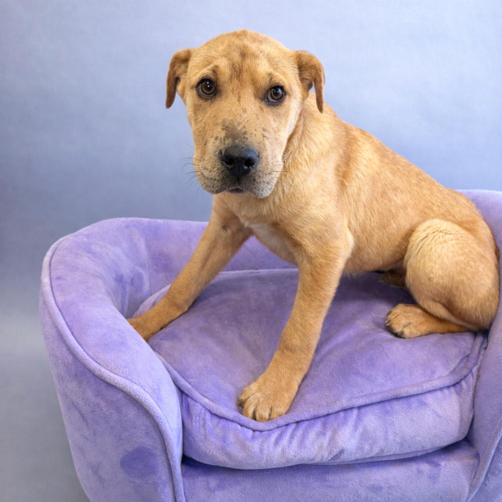 Enlarge Zion, a Adoptable mixed breed in Bronx, NY image 2/2