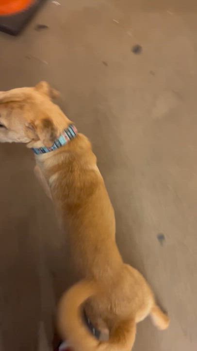 Enlarge Zion, a Adoptable mixed breed in Bronx, NY video 6/6