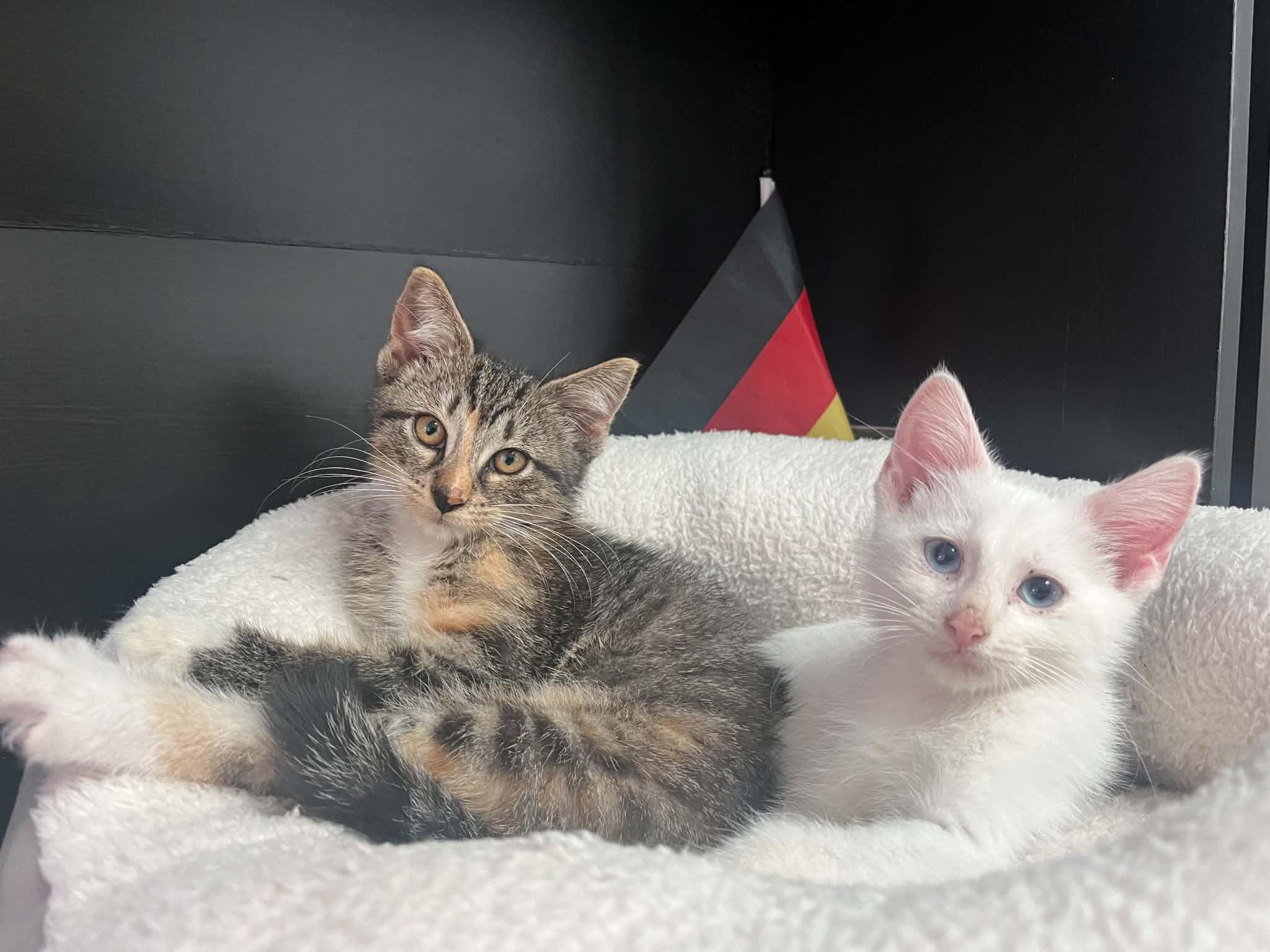 Honey and Zero, Adopted, Kitten Male Domestic Short Hair.