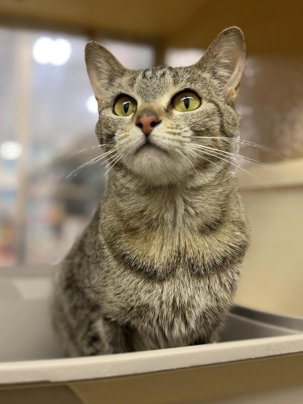 Liberty, Adoptable, Young Female Domestic Short Hair.