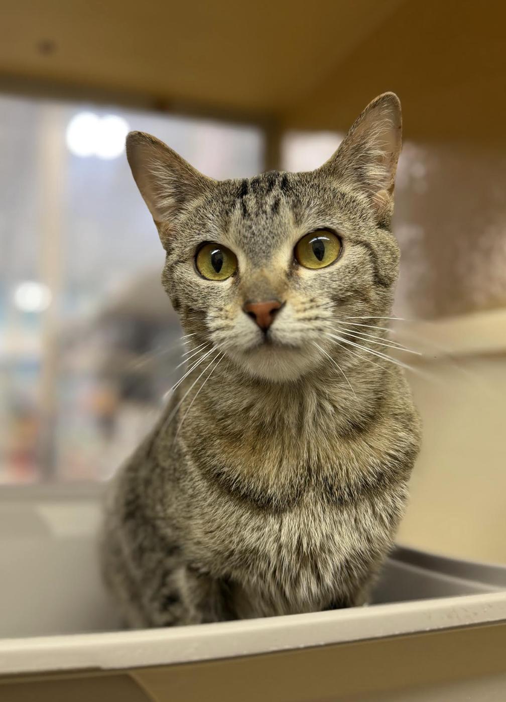 Liberty, a Adoptable Domestic Short Hair in Wheaton, IL image 2/3