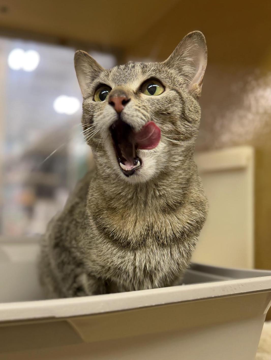 Liberty, a Adoptable Domestic Short Hair in Wheaton, IL image 3/3