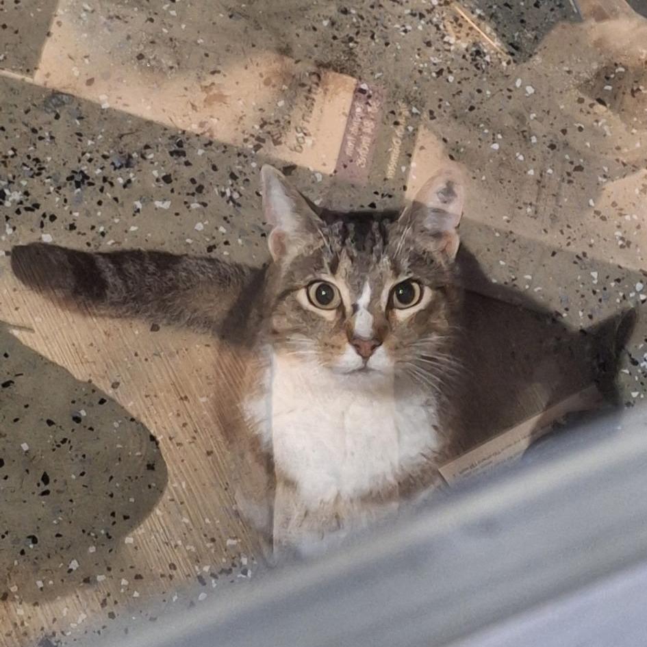 Penelope, Adoptable, Adult Female Domestic Short Hair.