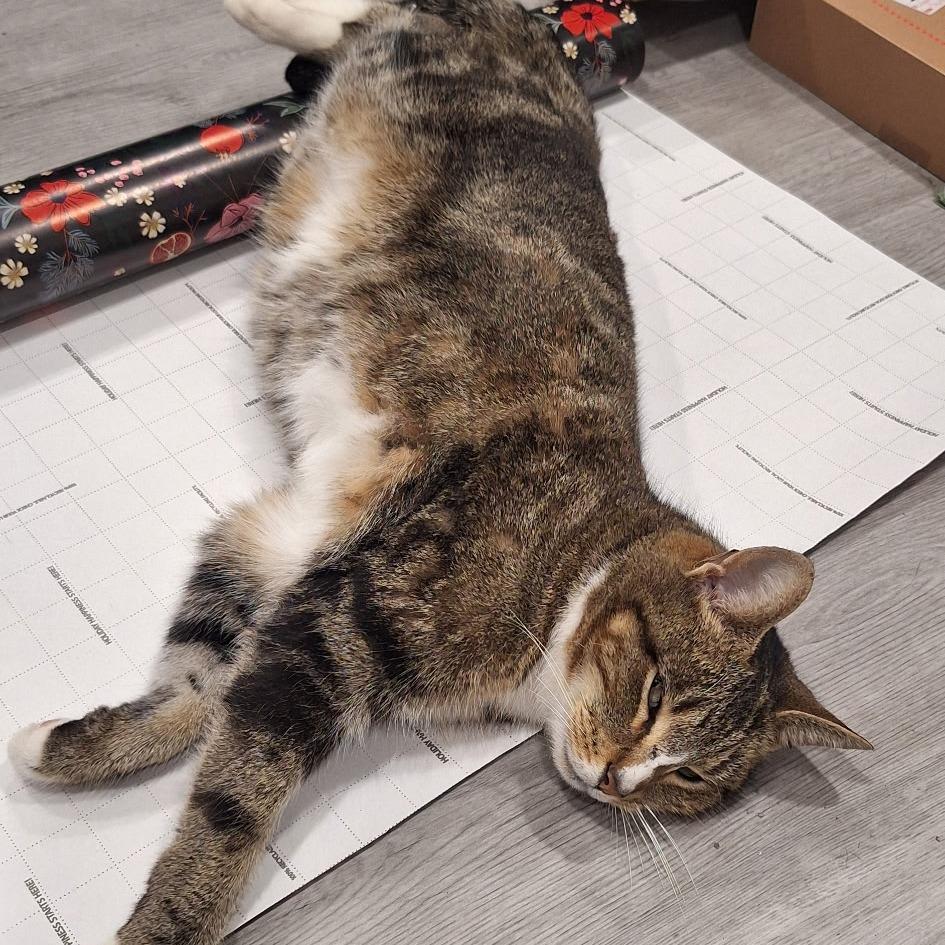 Enlarge Penelope, a Adoptable Domestic Short Hair in Harrisonburg, VA image 3/6