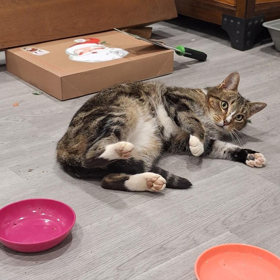 Enlarge Penelope, a Adoptable Domestic Short Hair in Harrisonburg, VA image 5/6