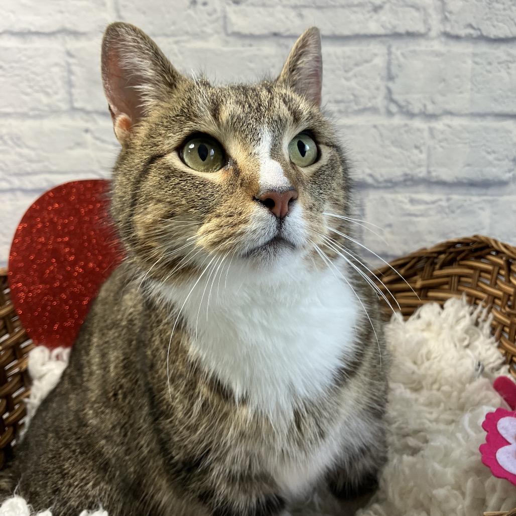 Enlarge Penelope, a Adoptable Domestic Short Hair in Harrisonburg, VA image 6/6