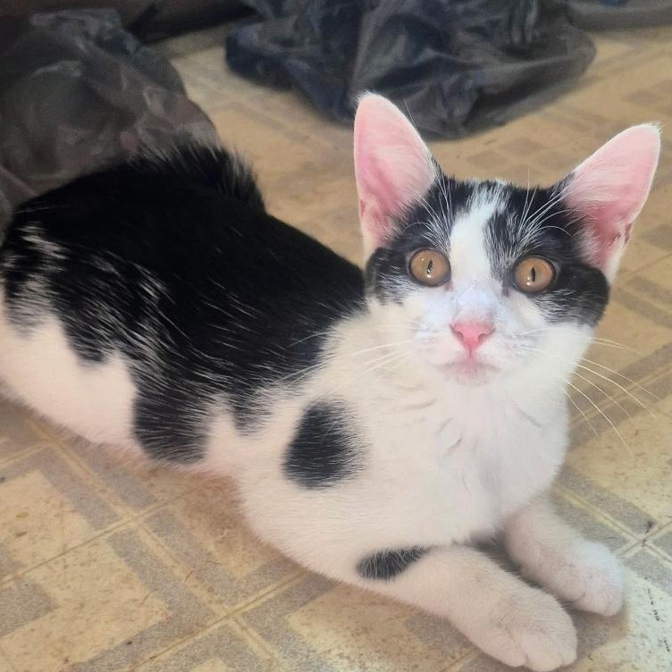 MIMSY, Adoptable, Kitten Female Domestic Short Hair.