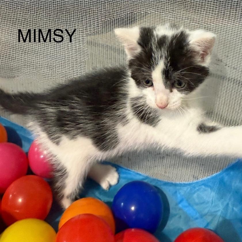 MIMSY, an adoptable Domestic Short Hair in Gresham, WI, 54128 | Photo Image 1