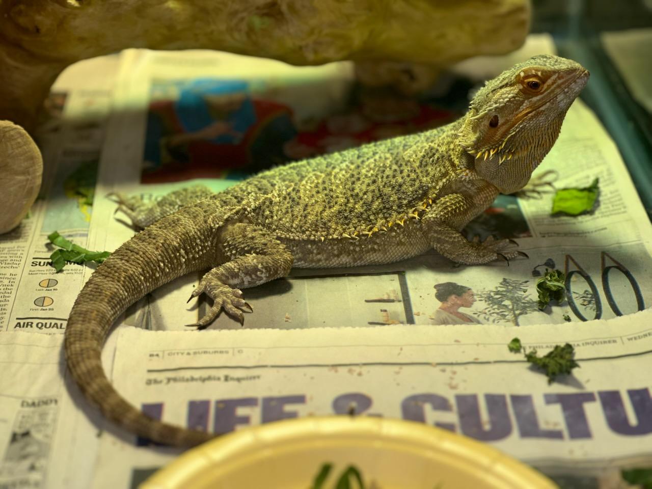 Sunfyre, an adopted Bearded Dragon in Clayton, NJ image 2/2