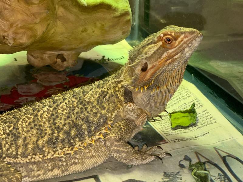 Sunfyre, adopted, Adult Female Bearded Dragon.
