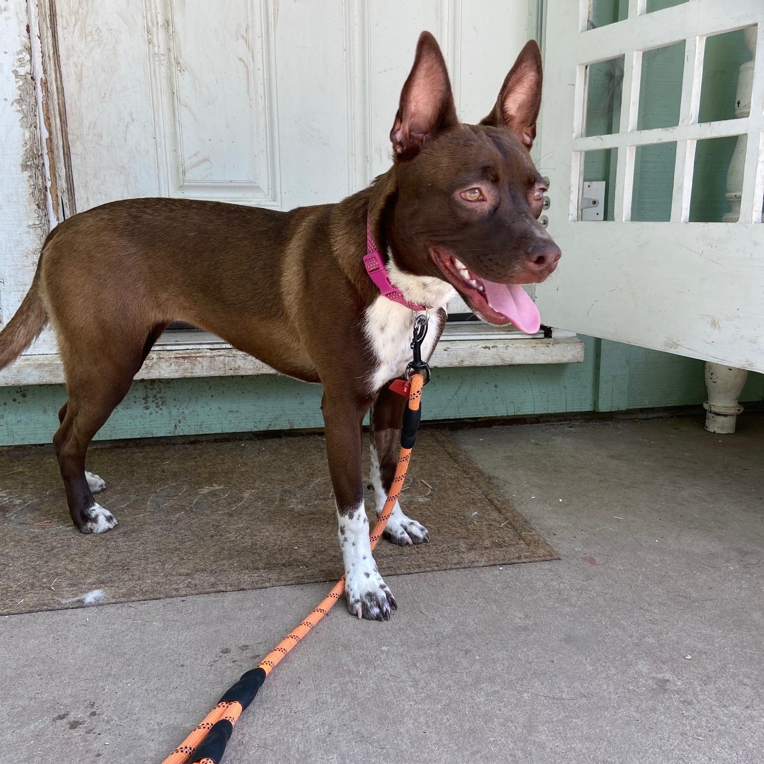 Nessa, Adoptable, Puppy Female Pit Bull Terrier.