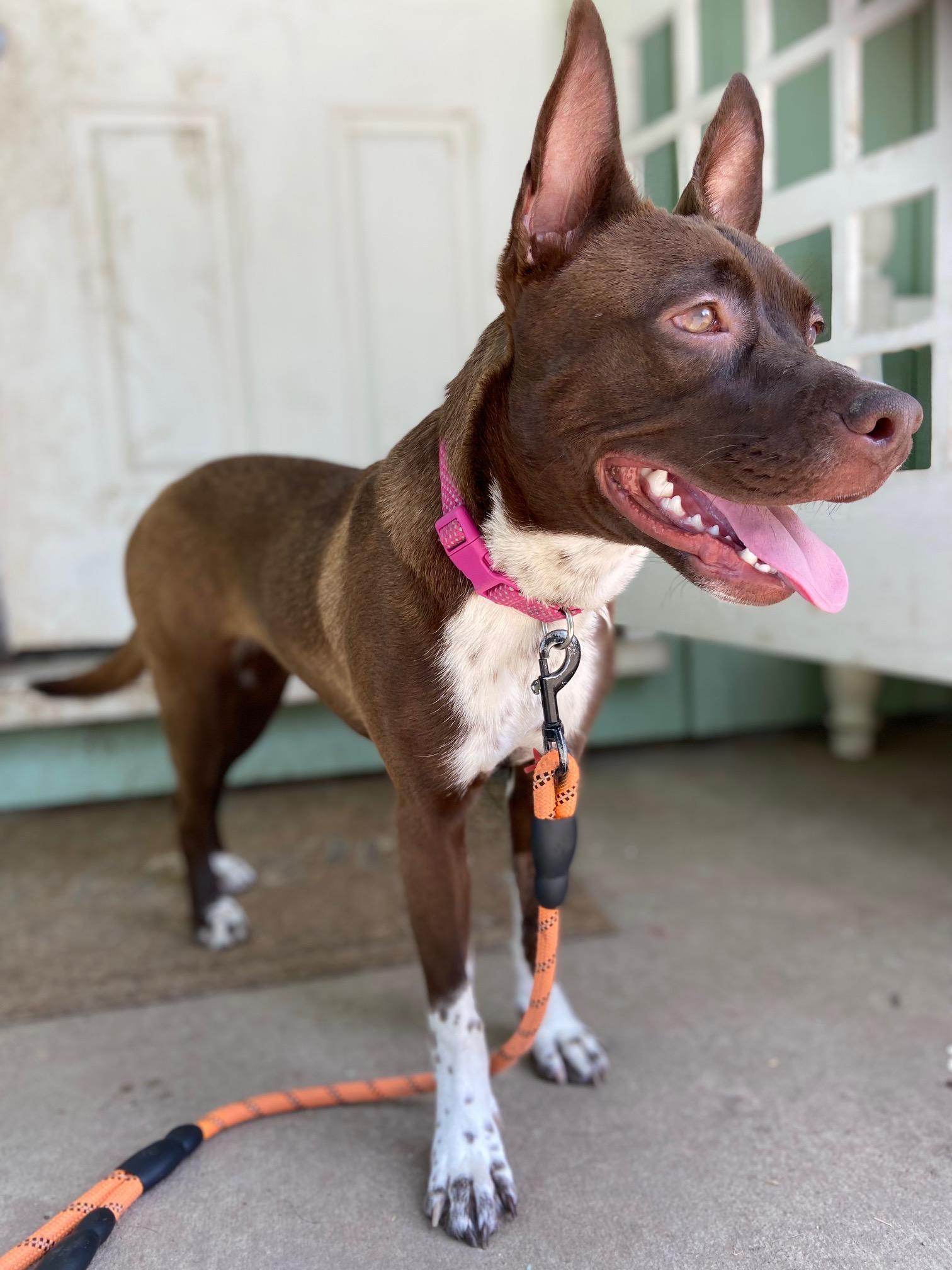 Enlarge Nessa, a Adoptable Pit Bull Terrier in Petaluma, CA image 2/4