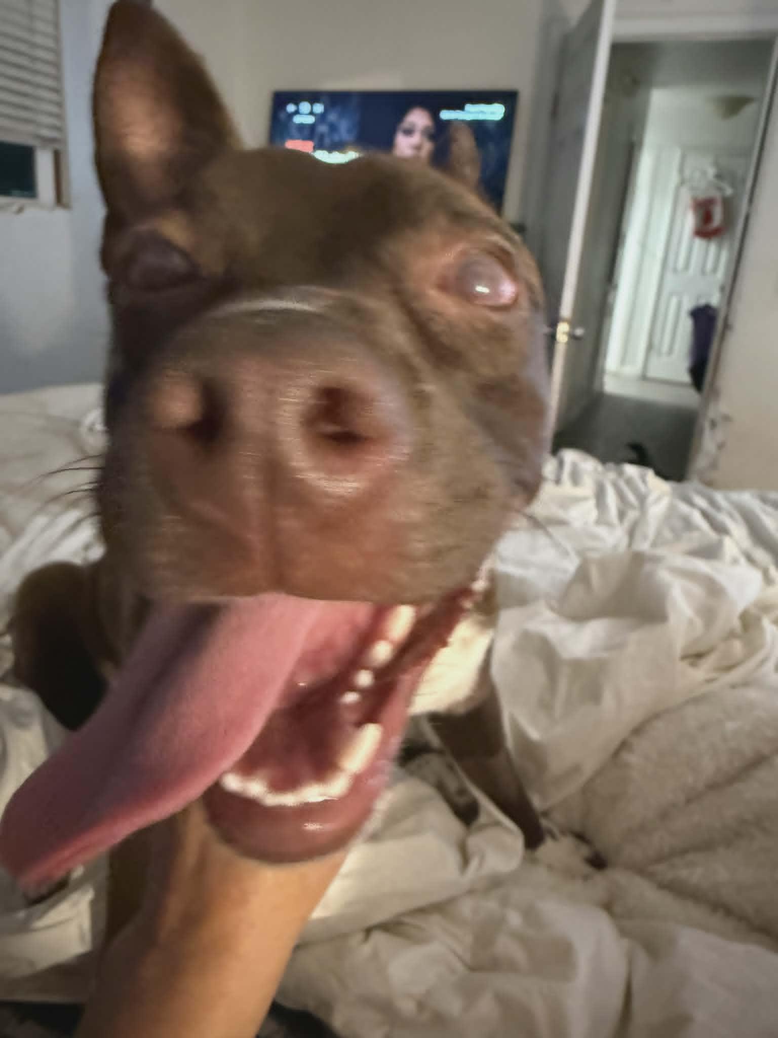 Enlarge Nessa, a ADOPTABLE Pit Bull Terrier in Petaluma, CA image 2/2