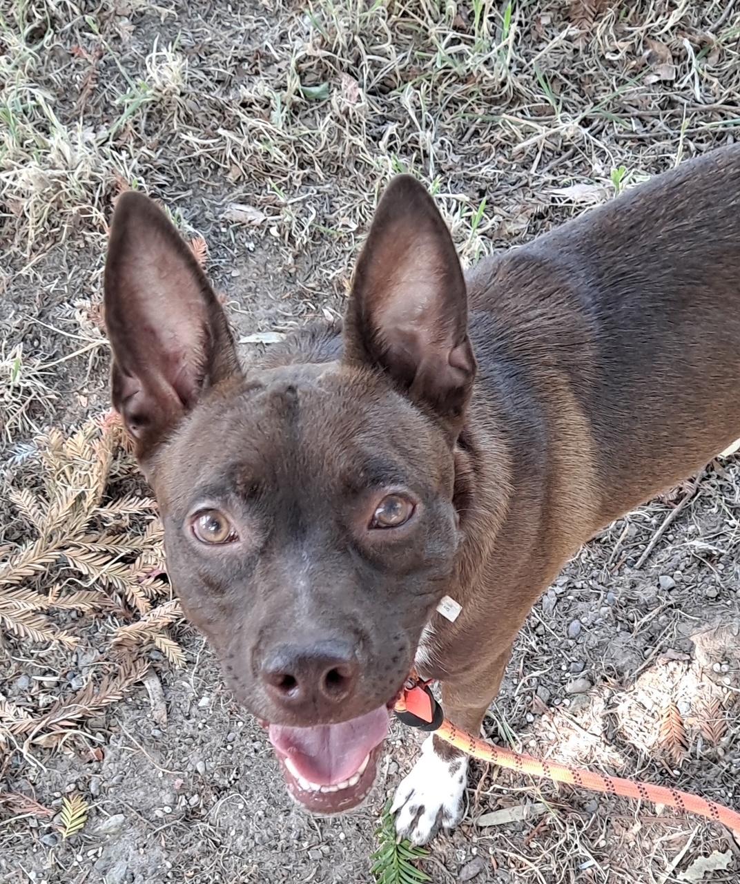 Enlarge Nessa, a Adoptable Pit Bull Terrier in Petaluma, CA image 3/4