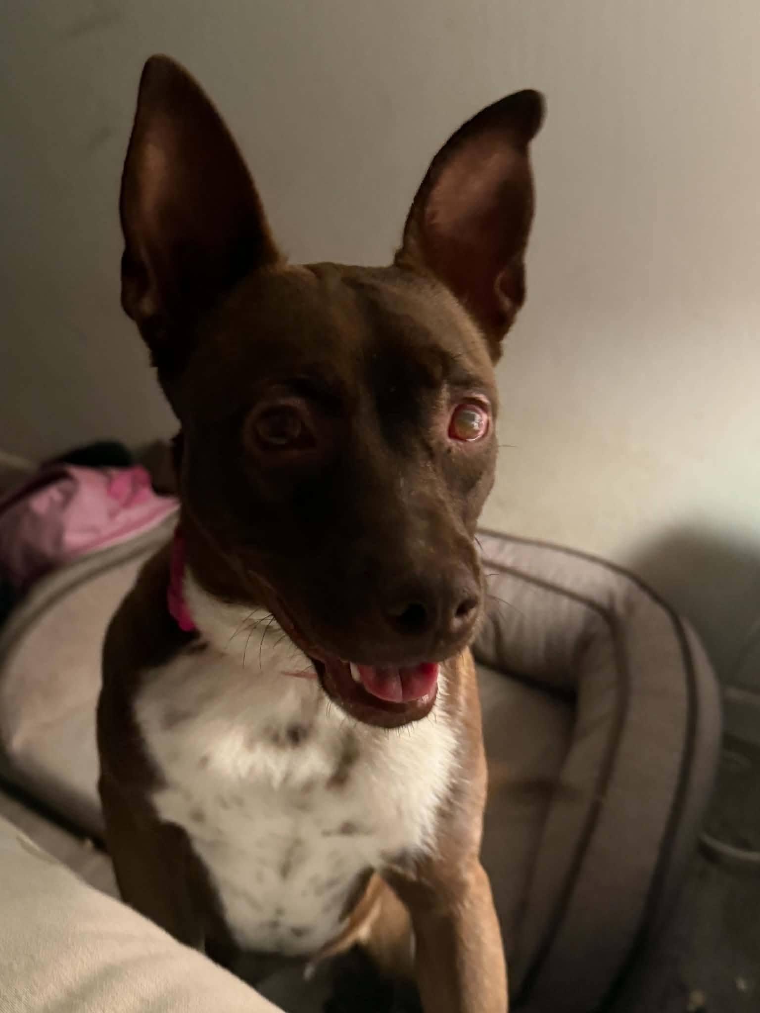 Nessa, ADOPTABLE, Puppy Female Pit Bull Terrier.