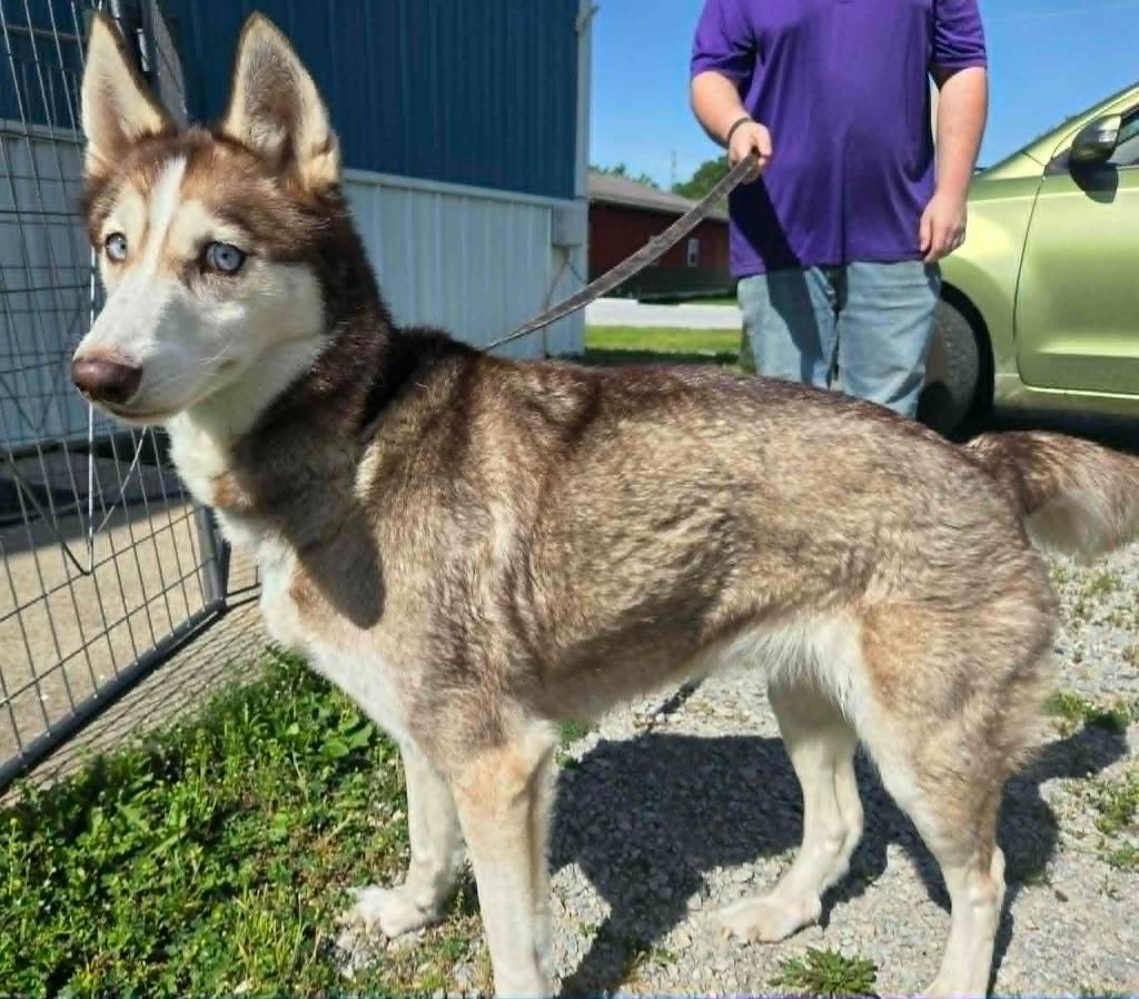 Malia, Adoptable, Adult Female Husky.