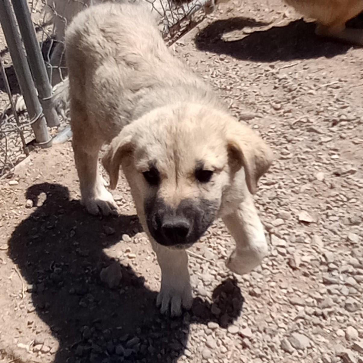 Dorian Gray, adopted, Young Male Great Pyrenees.