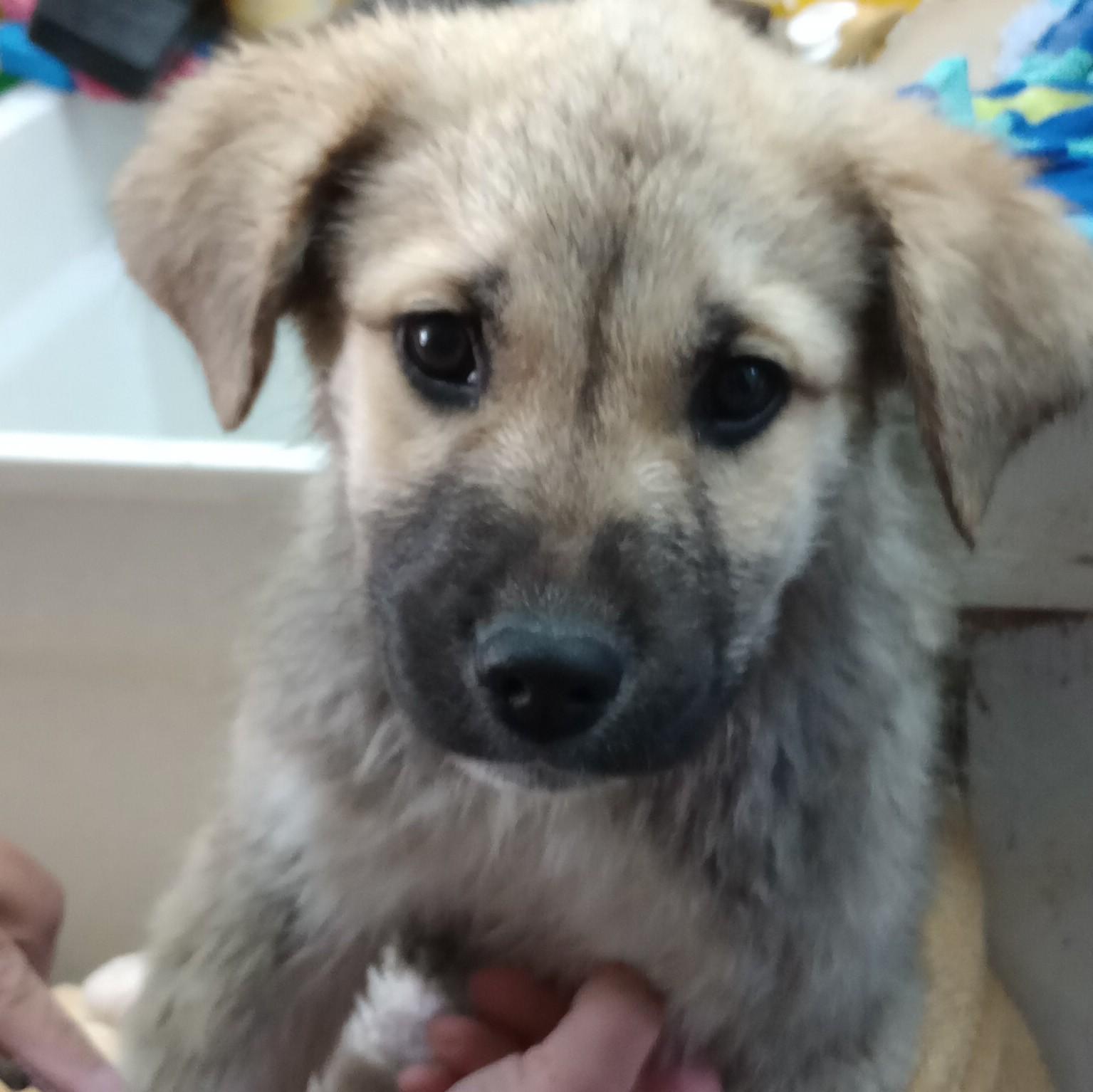 Dorian Gray, an adopted mixed breed in San Luis, CO image 2/2