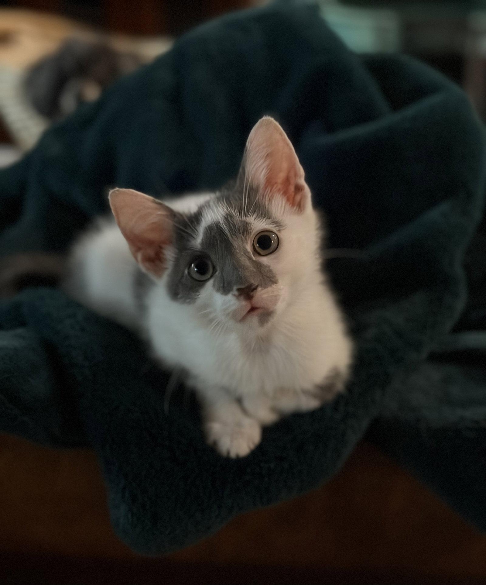 Benny — thumbnail 3