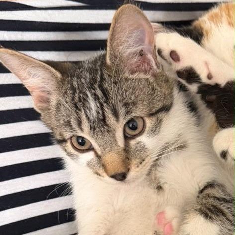 Enlarge Romeo, a Adoptable Domestic Short Hair in Temecula, CA image 1/1