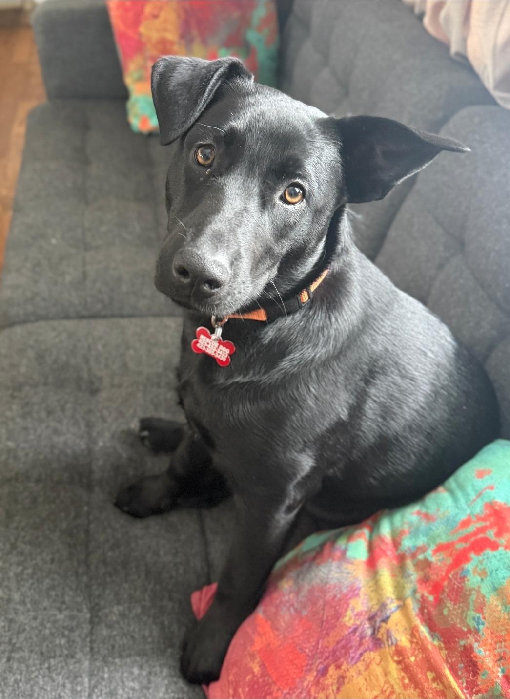 Enlarge Fallon, an adopted mixed breed in Farmington, CT image 5/5