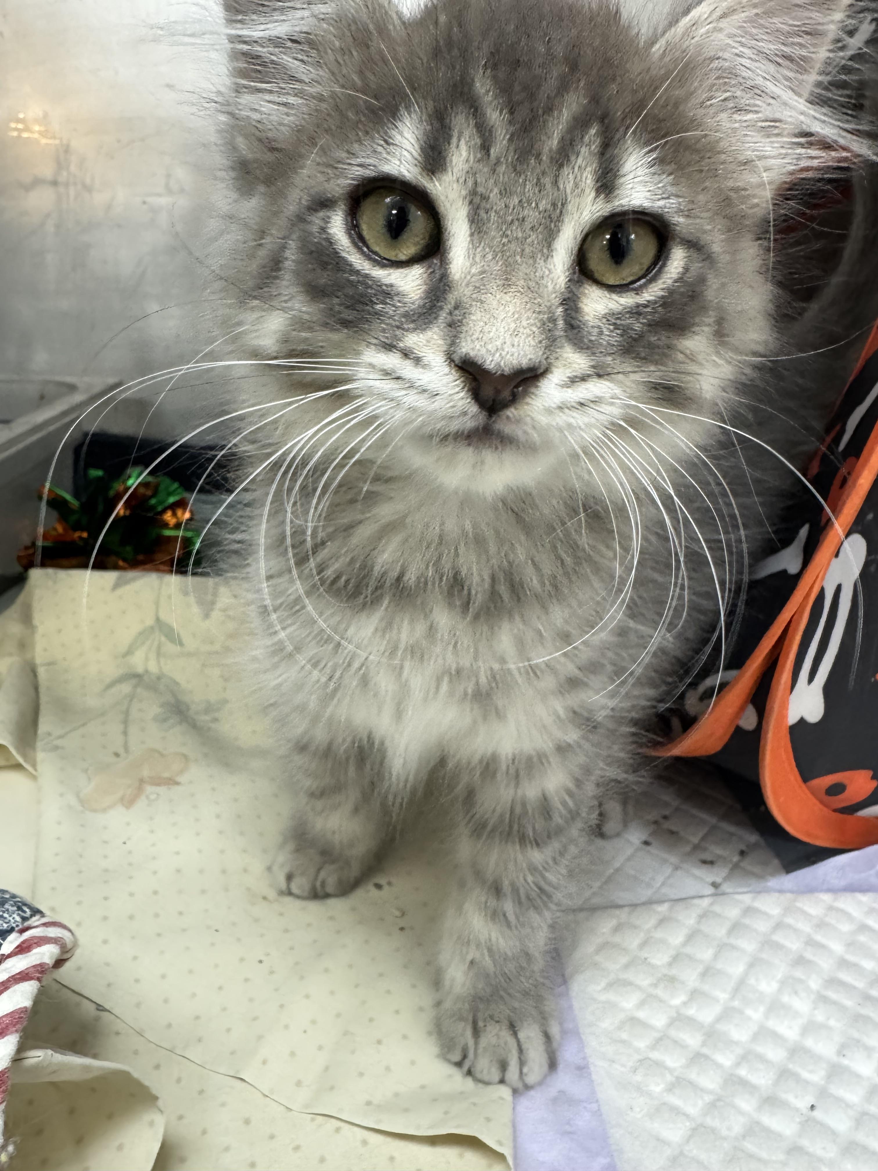 Fluff, Adoptable, Kitten Male Domestic Medium Hair.